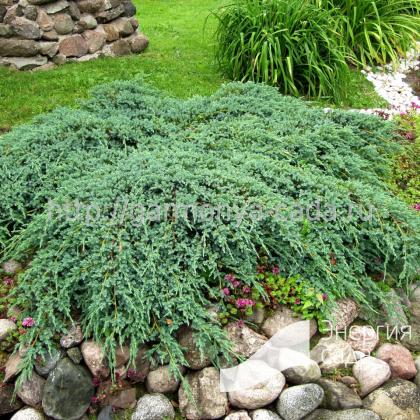 Можжевельник чешуйчатый «Блю Карпет» (Juniperus squamata «Blue Carpet») - купить в СПб с доставкой